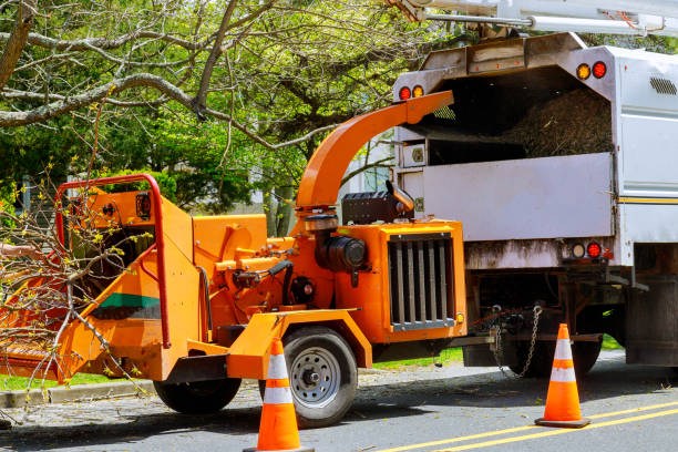 Professional Tree Removal and Landscaping Services in Osceola, AR